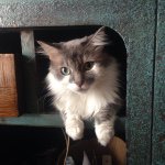 Joah Harmeyer - Instagram Profile Picture of Joah Harmeyer (@joahthecat) on Instagram