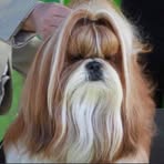 Profile Picture of Maria Engen (Mia Andersson MariaMy's Kennel) (@maria.engen.1) on Facebook