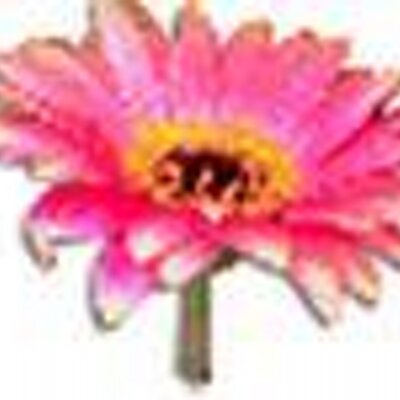 Profile Picture of Janet McCormick (@janjanmick) on Twitter