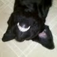 Profile Picture of Matthew Schroth (@matthew-schroth-1) on Quora