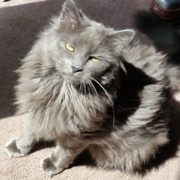 Profile Picture of Tamara Mullis (@tamaramullis) on Poshmark