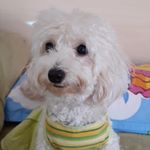 Profile Picture of Andrew Iskandar Martha Widjaja (@andrew_iskandar) on Instagram