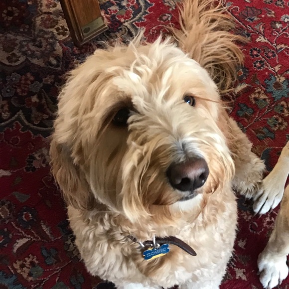 Profile Picture of Anja Heidner (@amessier7) on Poshmark