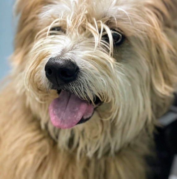 Cindy Scutti - Poshmark Profile Picture of Cindy Scutti (@rockyrabbit2) on Poshmark