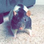 Profile Picture of Remington Robert Doty (@fancy_rat_remi) on Instagram