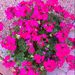 Profile Picture of Sharon Haney (@quiltlady735) on Pinterest