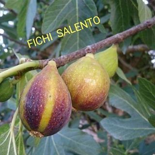 Profile Picture of Giuseppe Gaetani (@fichisalento) on Facebook