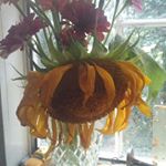 Profile Picture of Helen Pepper Meredith (@tellthebees3) on Instagram