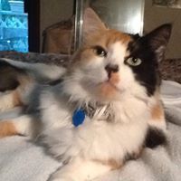 Profile Picture of Robin Macknicki (@macknicki) on Pinterest