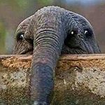 Profile Picture of Gordon Mcnair (@ilikebark079) on Instagram