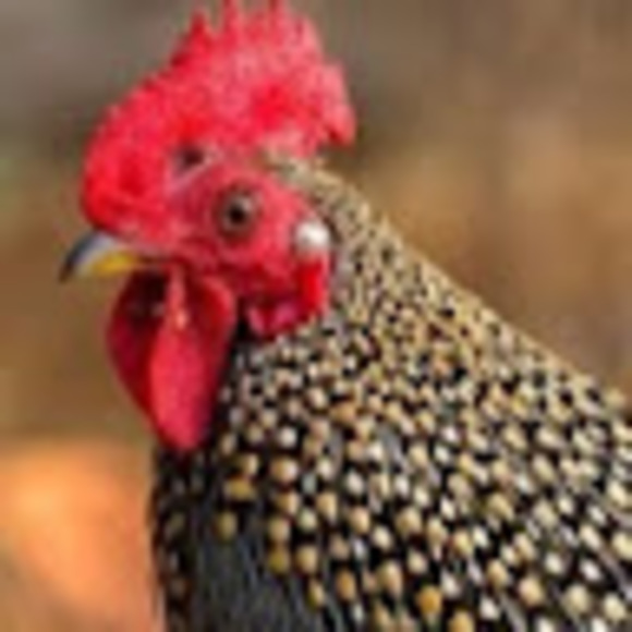 Profile Picture of Julia Gendelman (@juliagend) on Poshmark