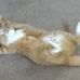 Profile Picture of Boots Tanner (Pus 'N' Boots) (@boots.tanner) on Facebook