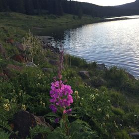 Profile Picture of Melissa Taylor Kernen (@coloradorn) on Pinterest