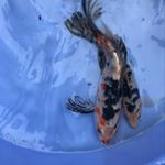 Koi_rasht - Instagram Profile Picture of Koi_rasht (@koi_rasht.janfeshan) on Instagram