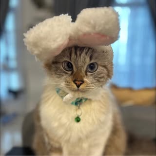 Profile Picture of Frances Chien (@franceschien) on Instagram