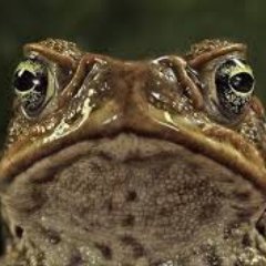 Profile Picture of I AM SLUGABED (@Matt_Smith_Hux) on Twitter