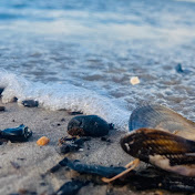 Profile Picture of Paul Watson (@paulwatson5835) on Youtube