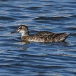 Profile Picture of Max Leibowitz (@maxkewlbirder) on Instagram