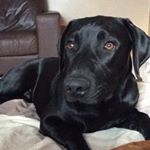 Louis Jacob Havard - Instagram Profile Picture of Louis Jacob Havard (@lollouishavard) on Instagram