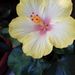 Profile Picture of Diana Knepper (@singularcitrus) on Pinterest