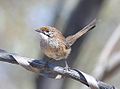 Profile Picture of Striated grasswrenon Wikipedia