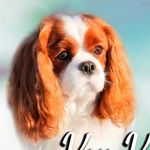 Profile Picture of КАВАЛЕР КИНГ ЧАРЛЬЗ СПАНИЕЛЬ & ПОМЕРАНСКИЙ и МАЛЫЙ ШПИЦ (@kavaler_spitz) on Instagram