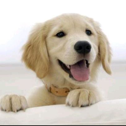 Profile Picture of user3154008560343 (@scottsdog) on Tiktok