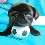 Agapito Velez Sovando - Instagram Profile Picture of Agapito Velez Sovando (@agapitosovando) on Instagram