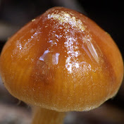 Profile Picture of Mark Hanna (@markghannatas) on Youtube