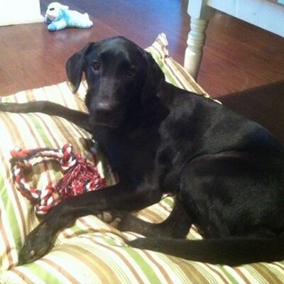 Profile Picture of Steven Katz (@Stevek91687) on Twitter