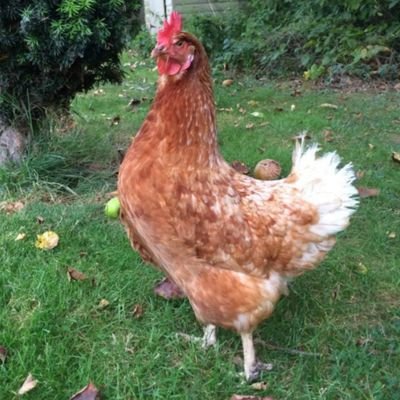 Profile Picture of Alan Church (@AlanChu30434175) on Twitter