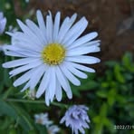 Profile Picture of Joshua Pitz (@Joshua-Pitz) on Facebook