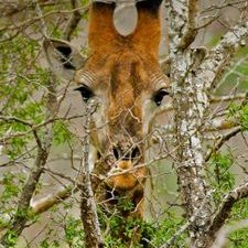 Profile Picture of ThomasR (@RengerThomas) on Twitter