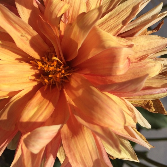 Profile Picture of Kathi Phillpott (@katphill) on Poshmark