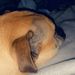 Profile Picture of ceolan williams (@ceolanhomeschool) on Pinterest
