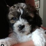 Profile Picture of Milo Roy Ritter (@_miloroy) on Instagram