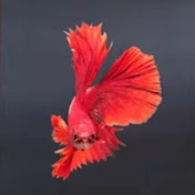 Profile Picture of Nancy Feng (@nancyfeng7351) on Youtube