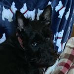 Profile Picture of Stacy Schaeffer (@scottiegirl2202) on Instagram