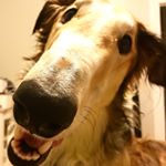 Profile Picture of Percy Longboi (@percytheborzoi) on Instagram