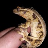 Profile Picture of Julia Oldham (@@julia._exclusivlygeckos) on Tiktok