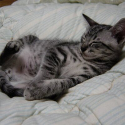 Profile Picture of Libby's Finn. (@SilverBallOfFur) on Twitter