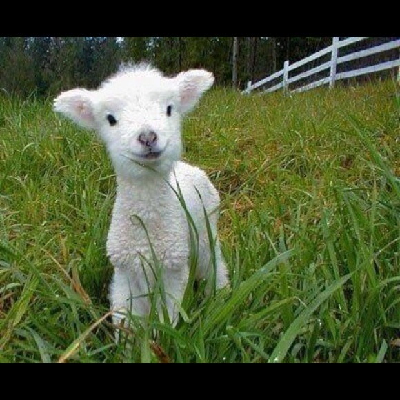 Ariel Lam - Poshmark Profile Picture of Ariel Lam (@lambby) on Poshmark