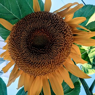 Profile Picture of Rose Caudill (@rose.caudill.9803) on Facebook