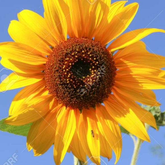 Profile Picture of Faith Fleener (@faithf129) on Poshmark