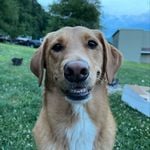 Profile Picture of Harper (@harperbrobst_3) on Instagram