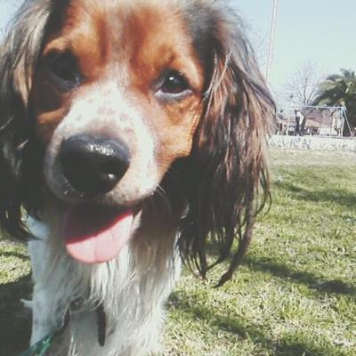 Profile Picture of Justin El Perro (@Justinelsabio) on Twitter