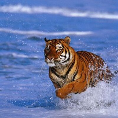 Profile Picture of James Renshaw (@surftiger1) on Twitter
