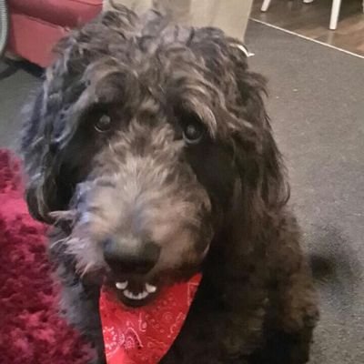 Profile Picture of Jo Henshaw (@hensh87) on Twitter