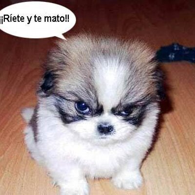 Profile Picture of Daniel Rizo Zetina (@danielrizo) on Twitter