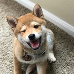 Profile Picture of dan liu (@danliu6) on Flickr